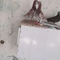 کبوتر  پلاکی  و تیدی و سبز ترک  کلافه