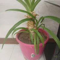 گل اشک ملکه با پاجوش