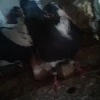 کبوتر|پرنده|زرند, |دیوار