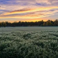 زمین ۱۰۰۰متری مجتمع جمالی