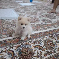 فروش سگ خانگی|سگ|یاسوج, |دیوار