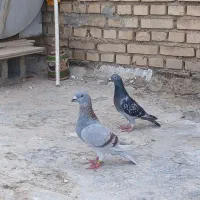 کبوتر پلاکی یک جفت با ۳ تا جوجه پلاکی