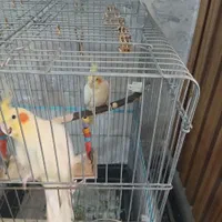 عروس هلندی نر وماده