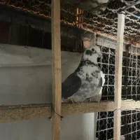 11تا کفتر ی جایی|پرنده|تهران, شهرک رضویه|دیوار