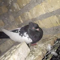 کبوتر سینه سیاه