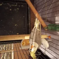 عروس هلندی ماده|پرنده|الوند, |دیوار