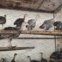 بوقلمون رسمی و اصیل درشت و بهترین نژاد برای پرورش