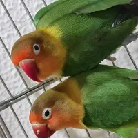 کوتوله سبز|پرنده|شاهین‌شهر, سعدی جنوبی|دیوار