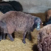 قوچ همو|حیوانات مزرعه|سلطانیه, |دیوار