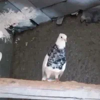 نرماده طوقی اس اس