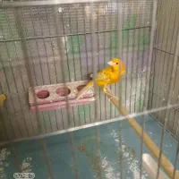 قناری نر سرخ تبریزی درقرچک