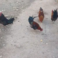 ۴عددخروس دونه ای ۵۰۰