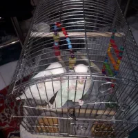 طوطی برزیلی نژاد مارال