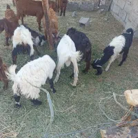 کره رشتی|حیوانات مزرعه|بم, |دیوار