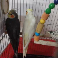 جوجه۳ماهه ویکونیم ماهه ویک جفت مولد بفروش می رسد.|پرنده|الوند, |دیوار