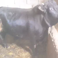 گاو نر برای قربانی درجه یک