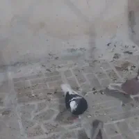 گرگی چوار|پرنده|چوار, |دیوار