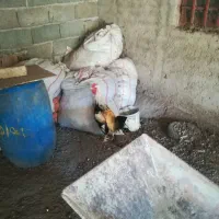 فروش خروس محلی خوش رنگ و درشت