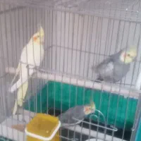 عروس هلندی مولد