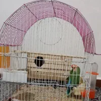 طوطی برزیلی نرو ماده|پرنده|محمدشهر, محمدشهر|دیوار