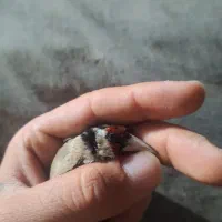 سهر