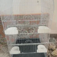 قفس بزرگ مخصوص عروس و طوطی