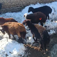 ۳راس کاور آبستن. میش.  قوچ . بز