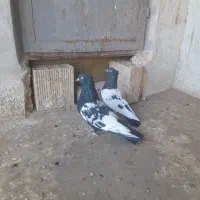 طوقی جفتی و|پرنده|اقبالیه, |دیوار