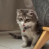 واگذاری گربه نقره خانم