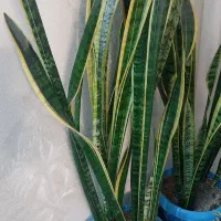 سانسوریا ابلق