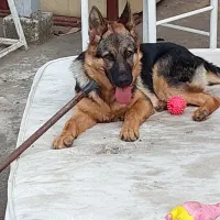 سگ ژرمن کاری|سگ|بندر انزلی, معلم|دیوار