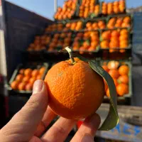 واگذاری-مغازه-میوه-فروشی