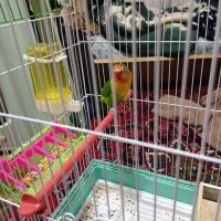 یک جفت کوتوله برزیلی|پرنده|شیراز, گلکوب|دیوار