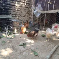 مرغ|حیوانات مزرعه|زند, |دیوار