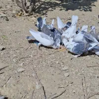 همه نوع کبوتر|پرنده|یاسوج, |دیوار