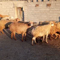 گوسفند|حیوانات مزرعه|بران, |دیوار