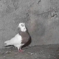 کبوتر طوقی|پرنده|اسفرورین, |دیوار