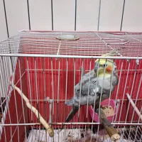 عروس هلندی نر سینامون