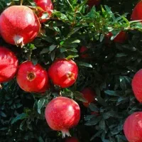 انار واندر فول آمریکایی هسته