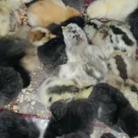 جوجه محلی|حیوانات مزرعه|دهدشت, |دیوار