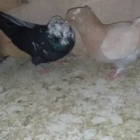 کفتر