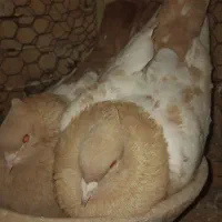 جفت سینه زرد درجه یک