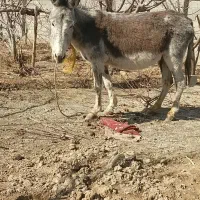 فروش الاغ ماده