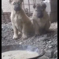 توله سگ سرابی خالص