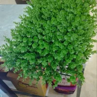 گیرین وال