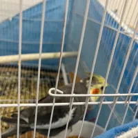 عروس هلندی|پرنده|نیشابور, شهرک بهداری|دیوار