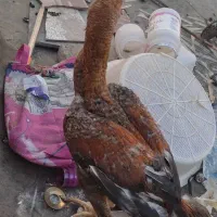 مرغ و خروس