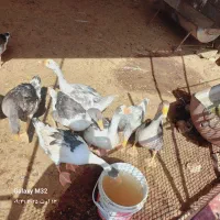 غاز بزرگ