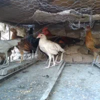 نوچه فروشی زیر مرغی محلی اصل ولاری