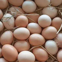 تخم مرغ بومی نطفه دار